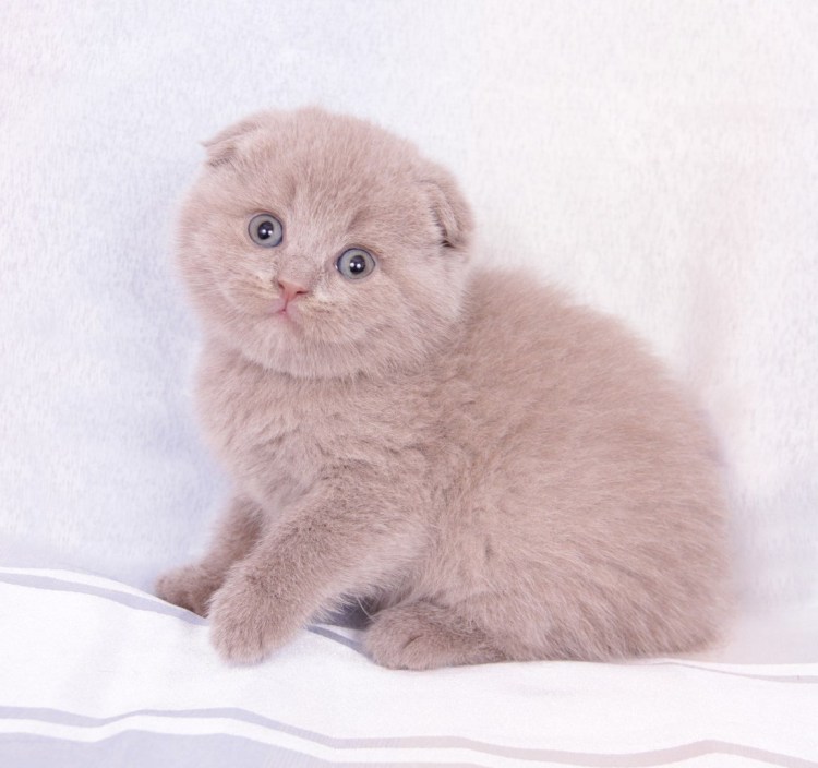 Шотландская вислоухая кошка лиловая