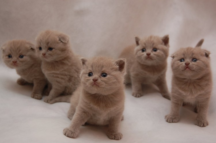 Шотландская вислоухая кошка чистокровная