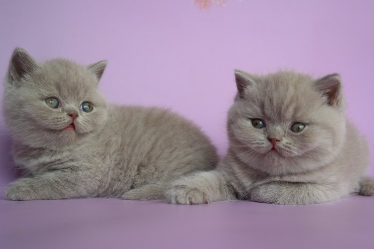 Скоттиш страйт мраморный