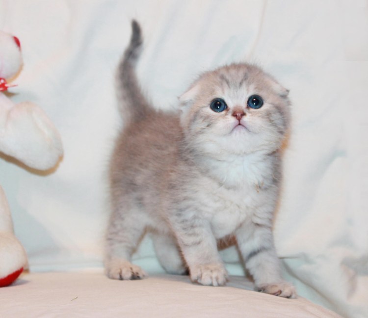 Лиловый шотландский скоттиш фолд