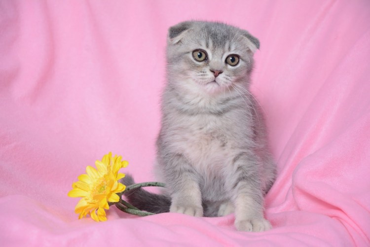 Скоттиш-фолд Шотландская вислоухая кремовый