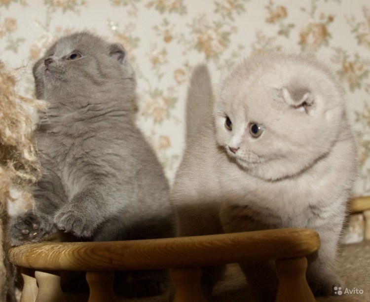 Лиловый табби шотландец