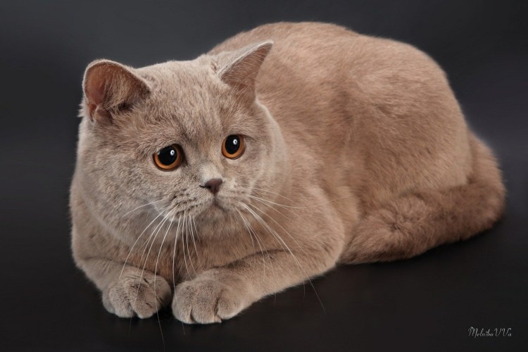 Голубой британец кот