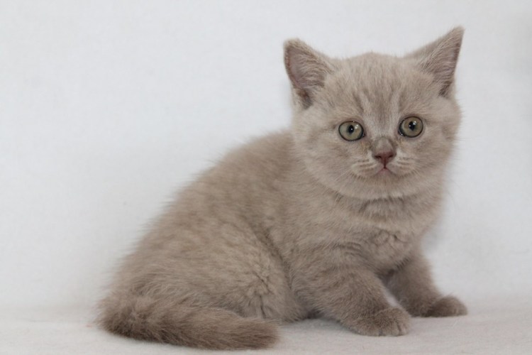 Скоттиш-фолд Шотландская вислоухая