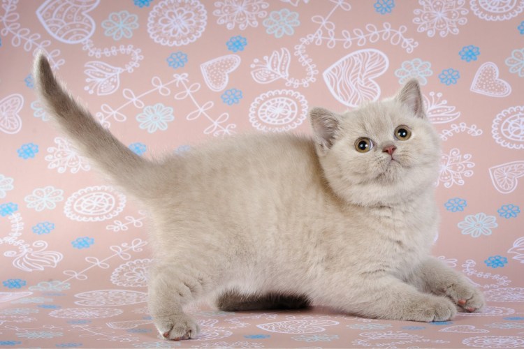 Шотландский скоттиш страйт лиловый