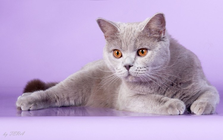 Шотландская вислоухая кошка лиловая