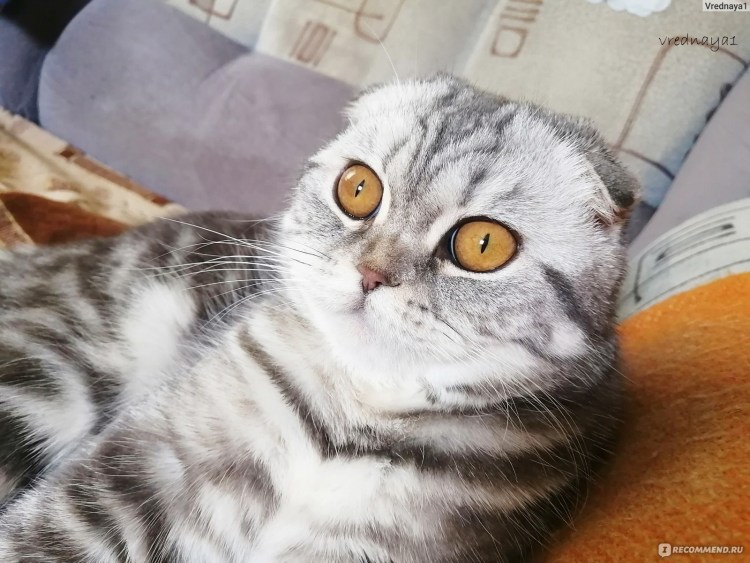 Британский вислоухий кот