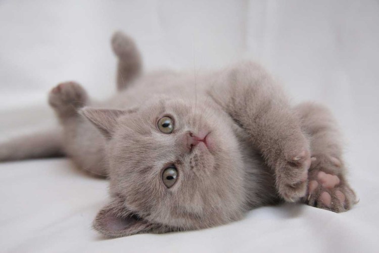 Британский котенок вислоухий дымчатый