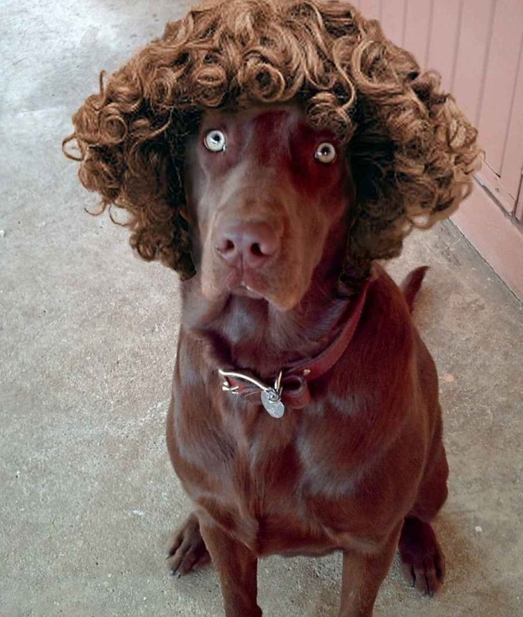 Ушки кокер спаниеля