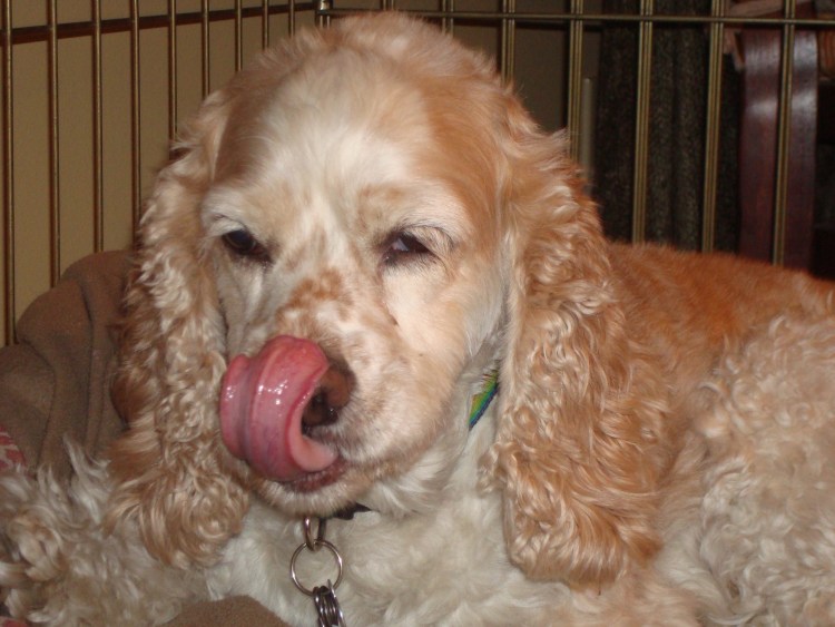 Английский кокер-спаниель