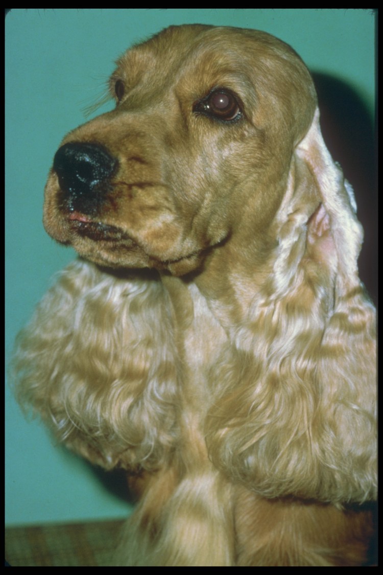 Кокер спаниель рыжий