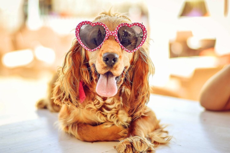 Голубоглазый кокер спаниель