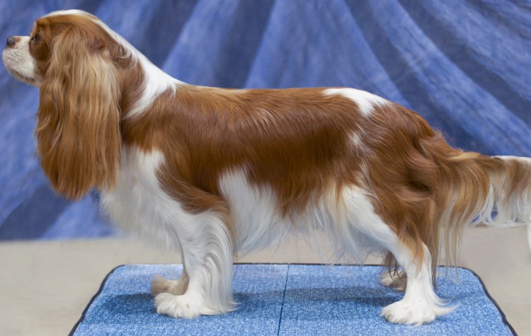 Спаниель завязанные уши