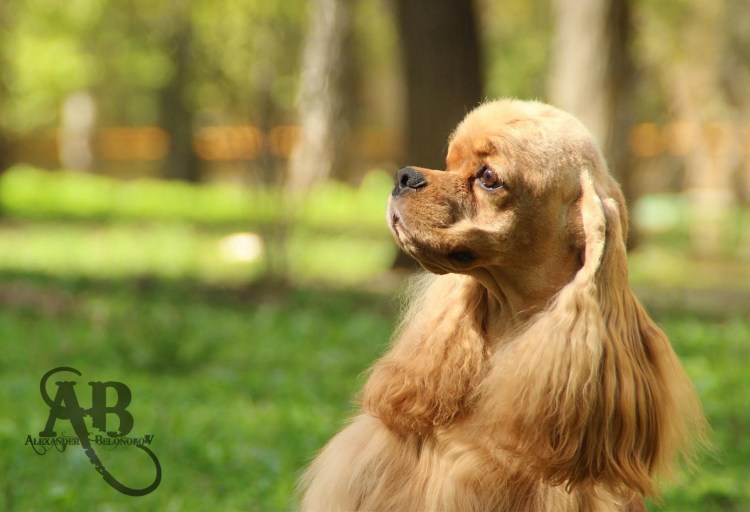 Самые длинные уши у спаниеля