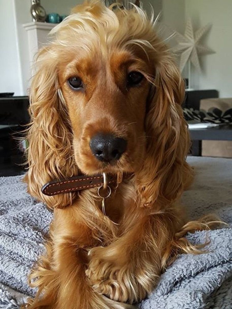 Собака летает на ушах