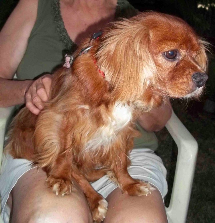 Уши кокер спаниеля