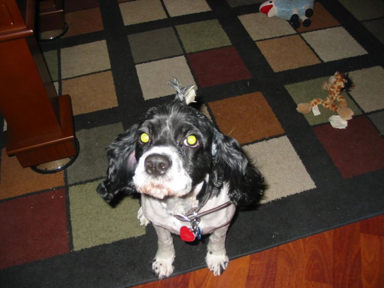 Кинг Чарльз спаниель хвост