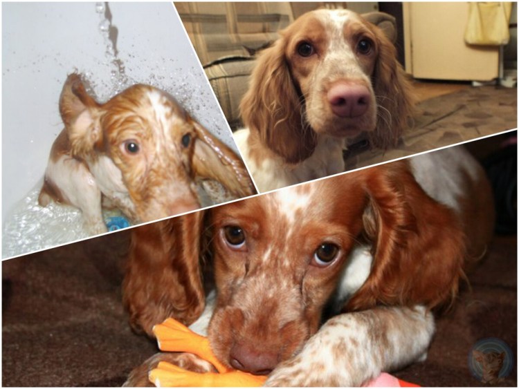 Кокер Бассет