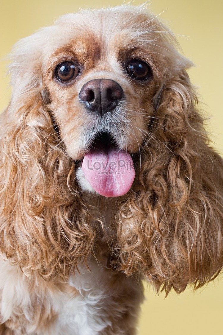 Симметричный рисунок собака