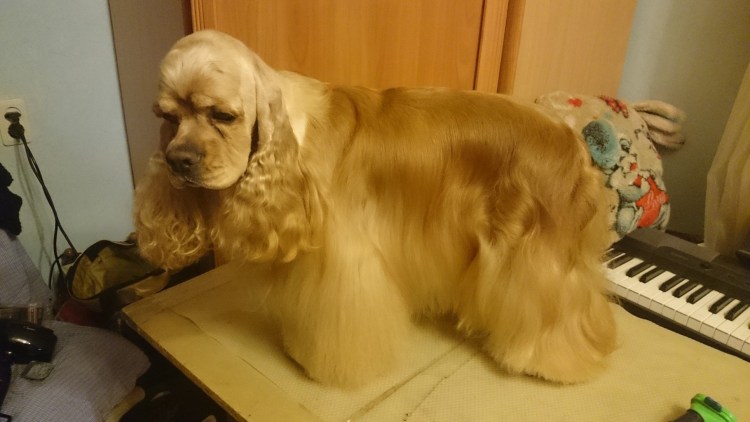 Английский кокер-спаниель