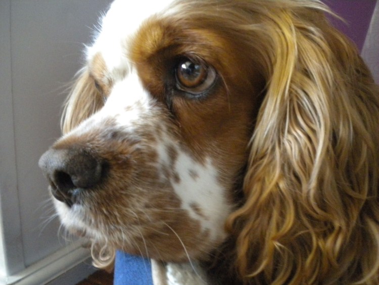 Уши спаниеля