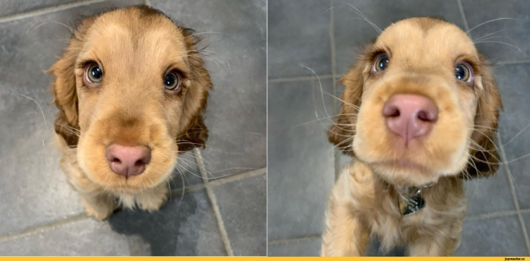 Английский кокер спаниель рост и вес