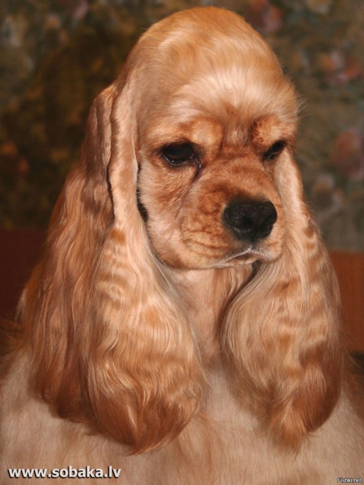 Американский кткерспаниель