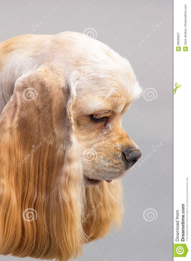 Золотистый кокер спаниель