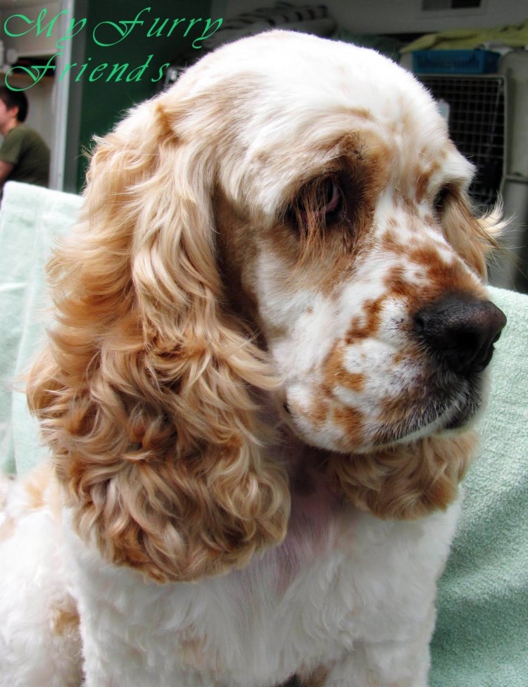 Английский кокер спаниель рыжий щенок