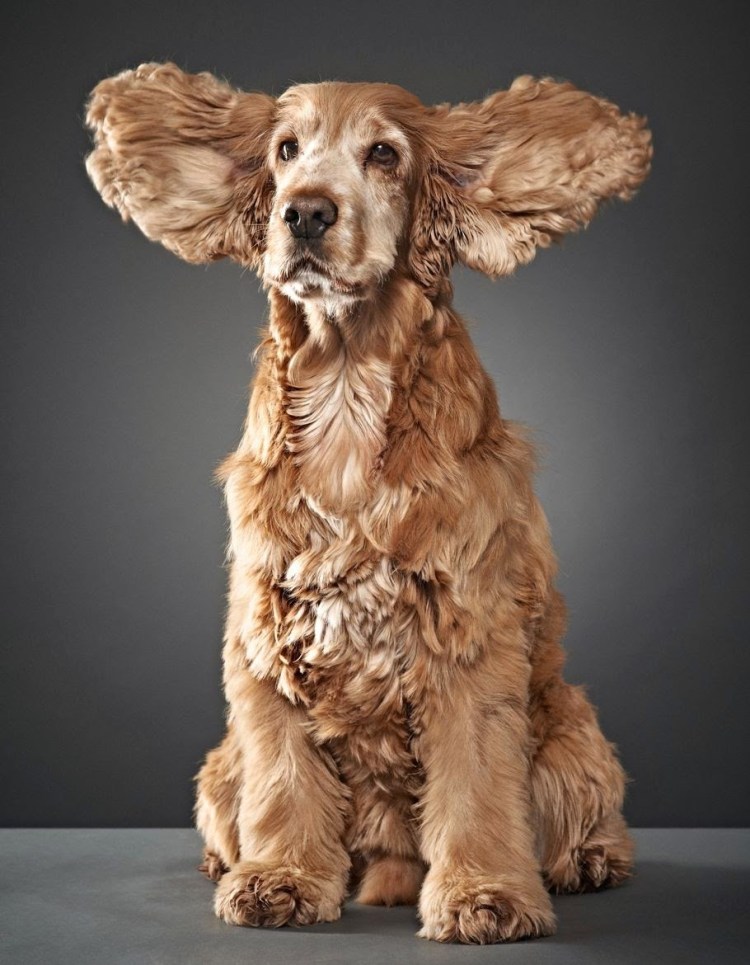 Уши спаниеля