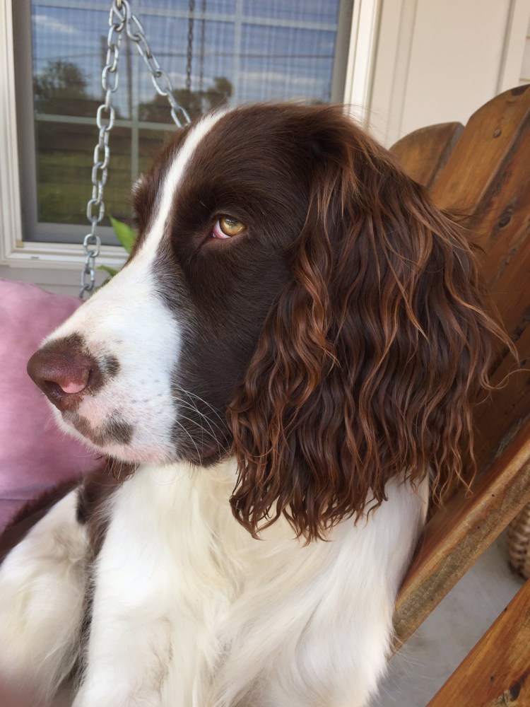 Грудь спаниель