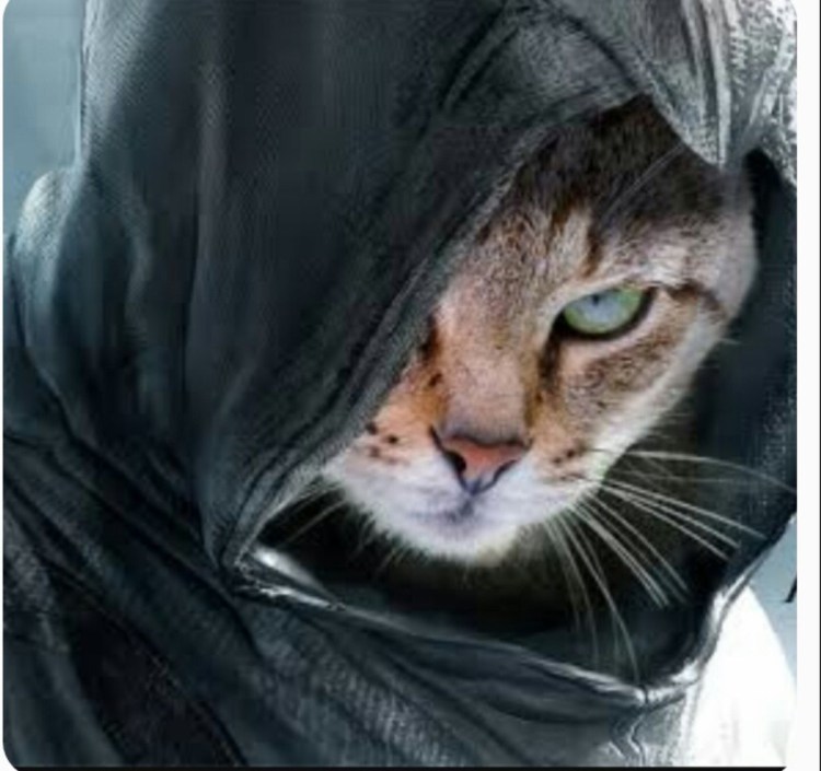 Котенок в капюшоне