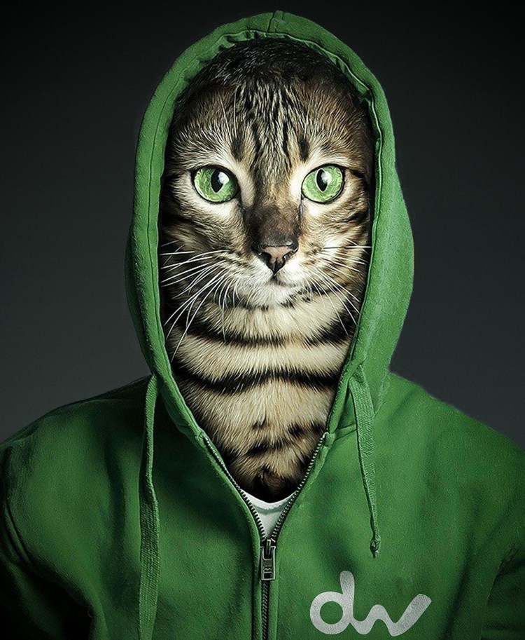 Котик в очках