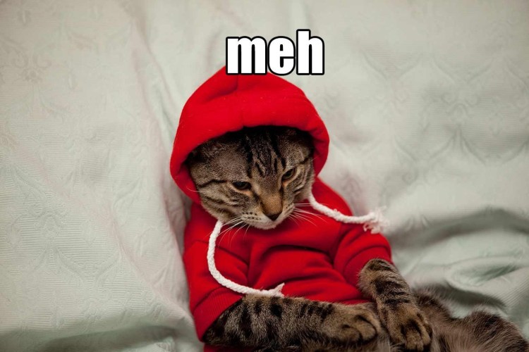 Кот с фиолетовыми глазами