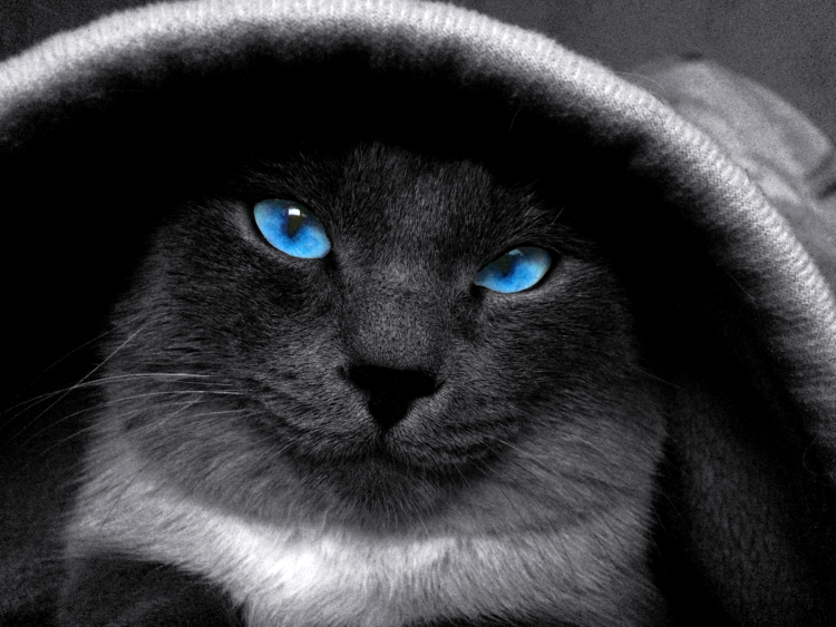 Костюм кошки