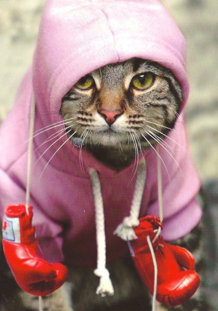 Кот в балахоне