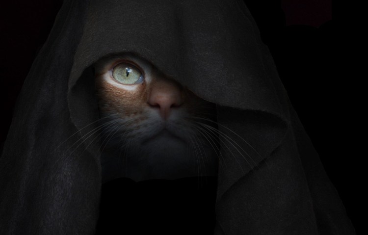 Коты ассасины