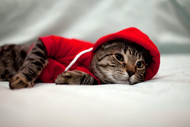 Крутые коты