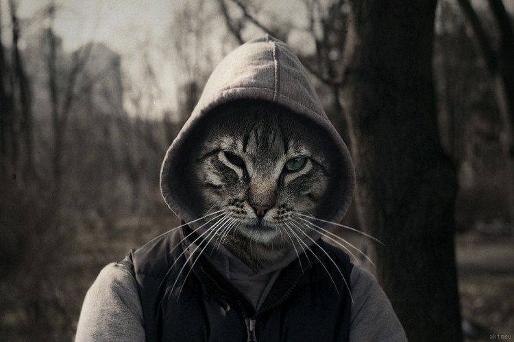 Крутые кошки