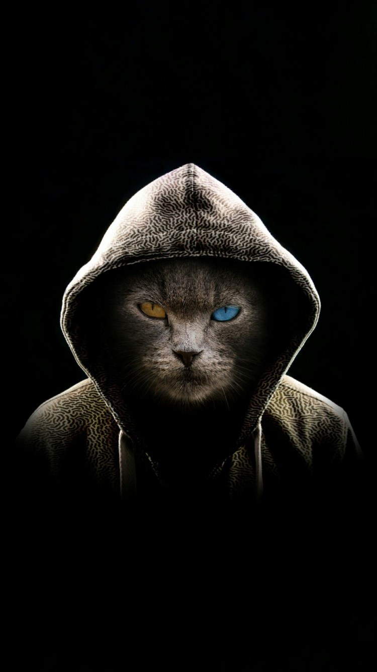 Крутые коты