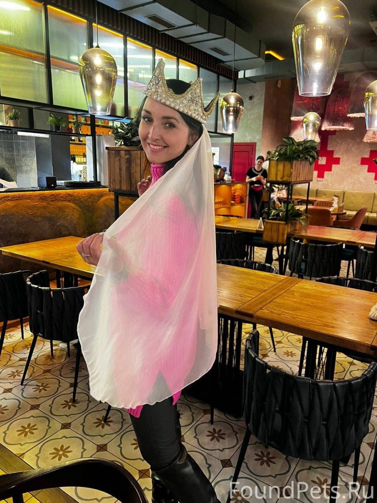 Коты в очках