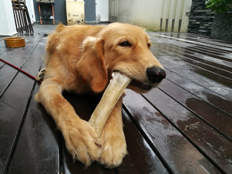 Косточка для собак