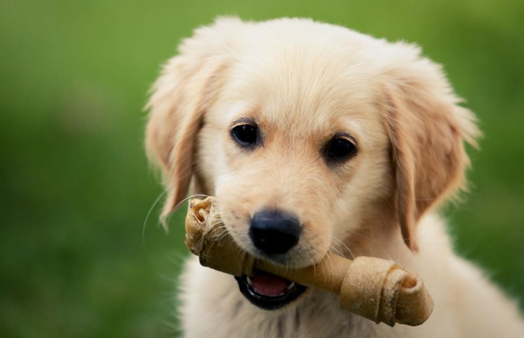 Косточка для собак