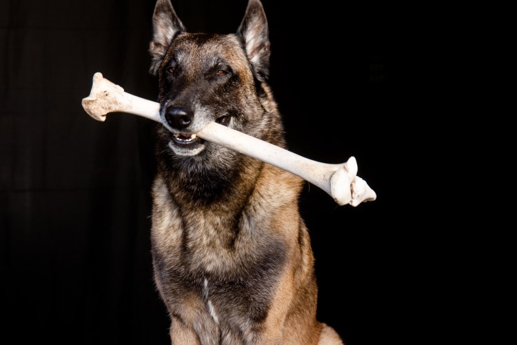 Мультяшная кость для собаки