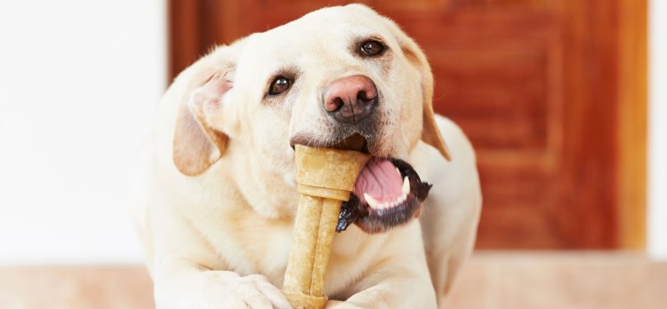 Щенок с косточкой черно-белая