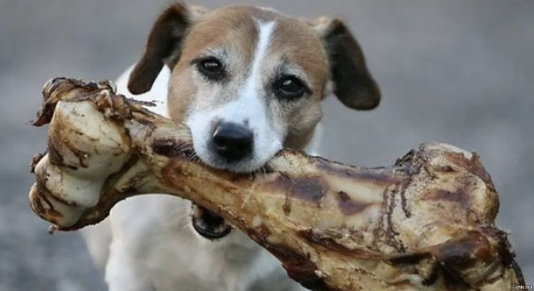 Собака держит кость