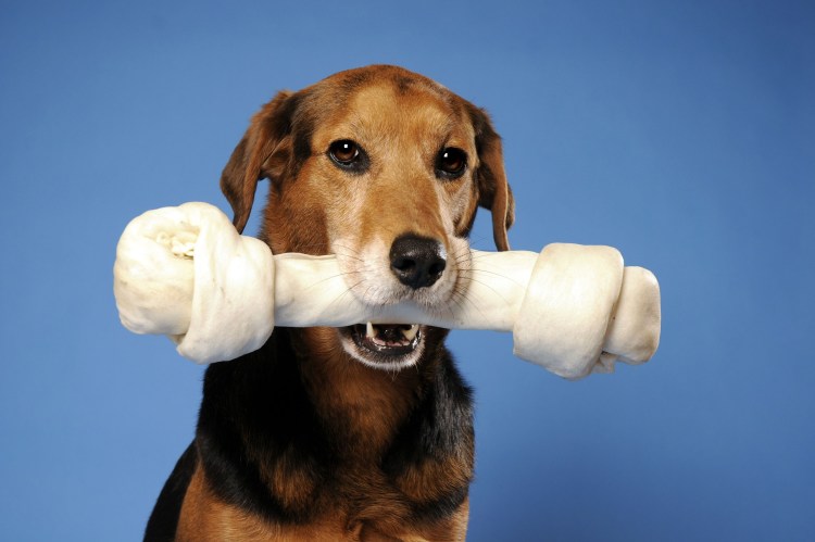 Щенок с косточкой для срисовки