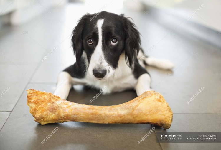 Собачка с косточкой