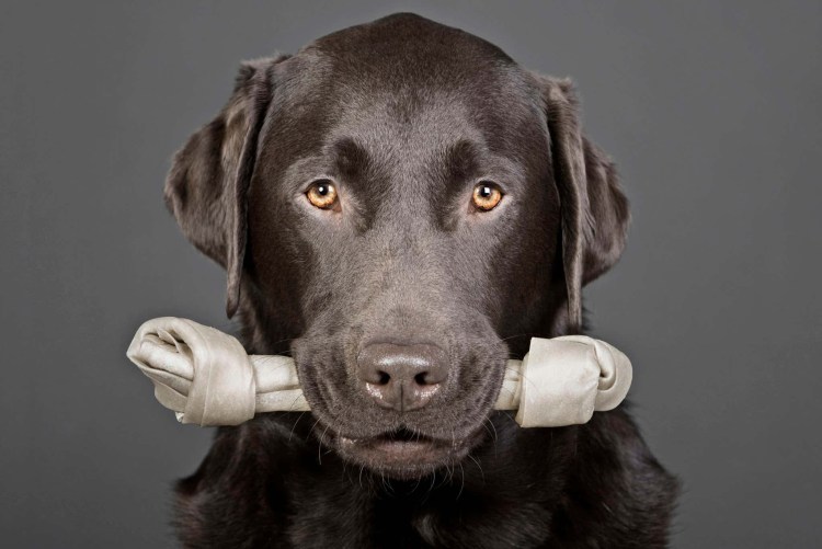 Лабрадор МУТАНТ