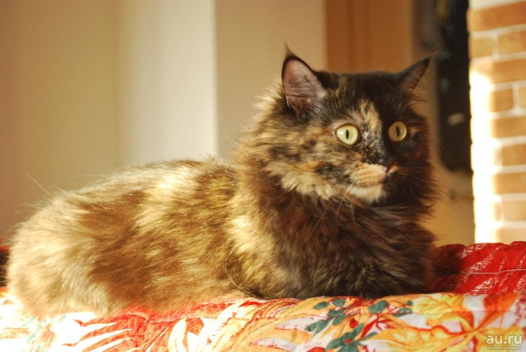 Сибирская черепаховая кошка
